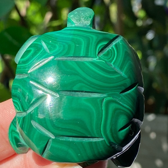 Malachite Turtle - Picture 9 of 16